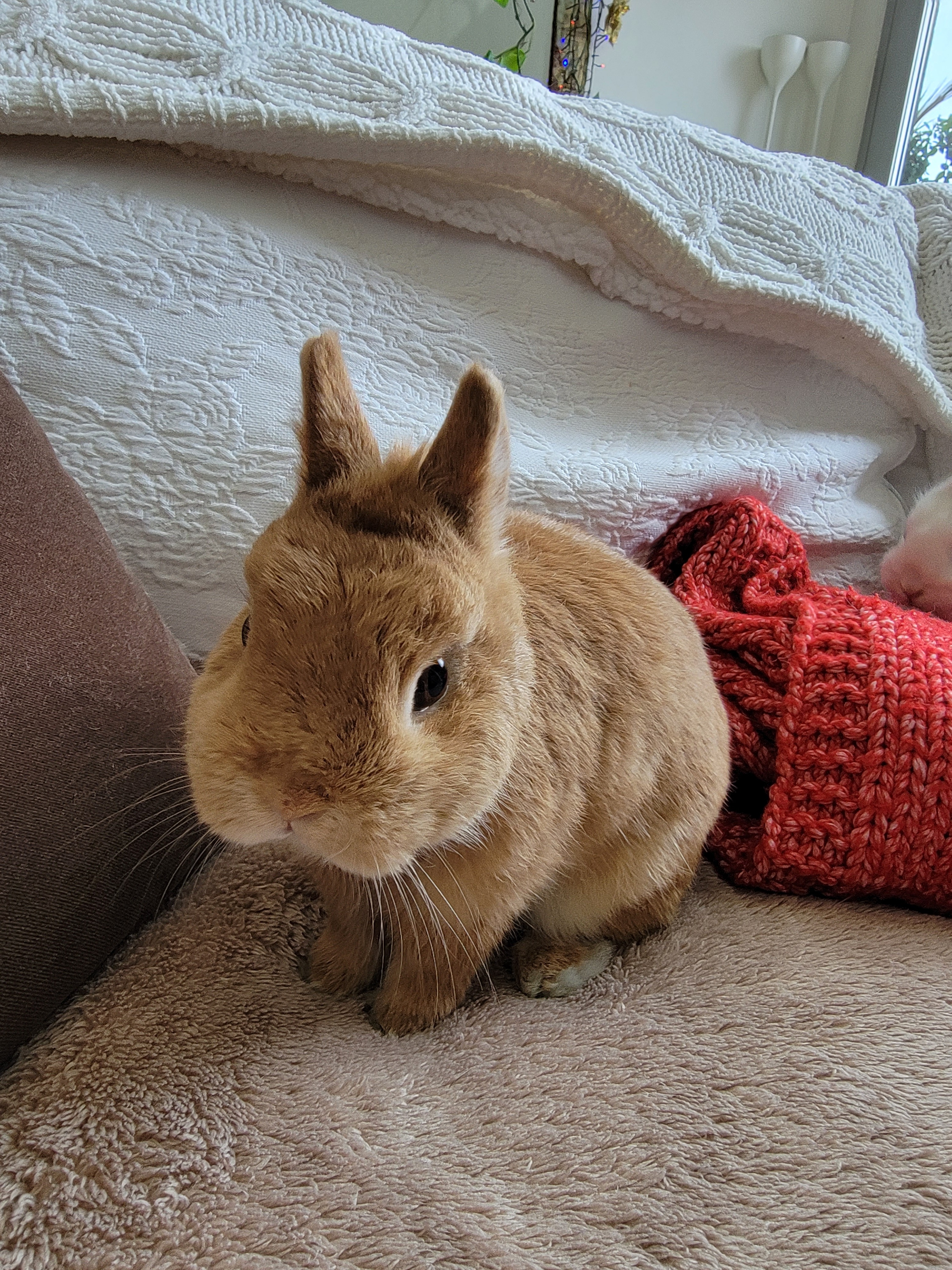 Enlarge Chase, a Adoptable Netherland Dwarf in Los Angeles, CA image 5/10