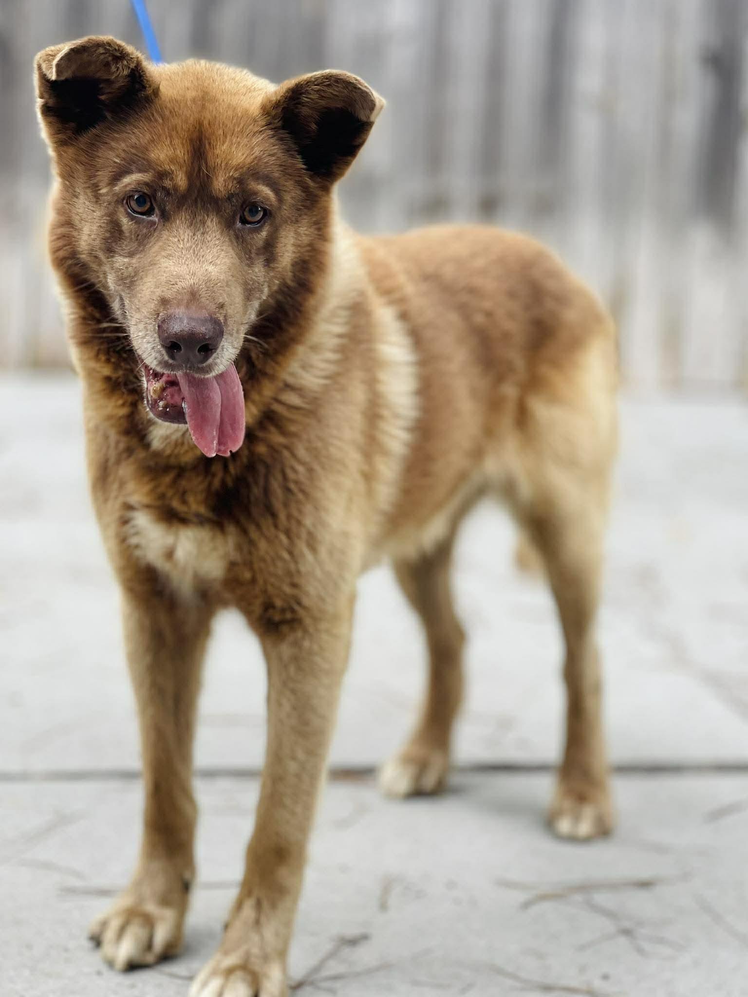 AC-4638 "Firefly", adopted, Adult Male Husky & Shepherd.
