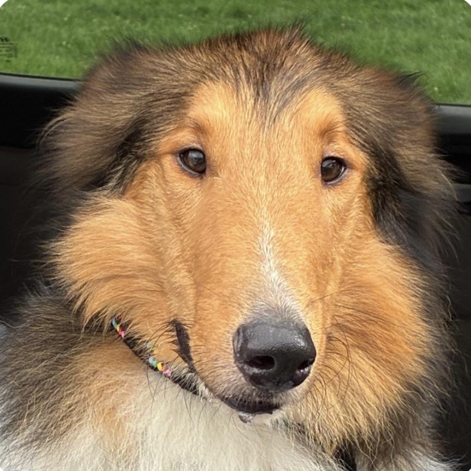 Chief, Adopted, Adult Male Collie.