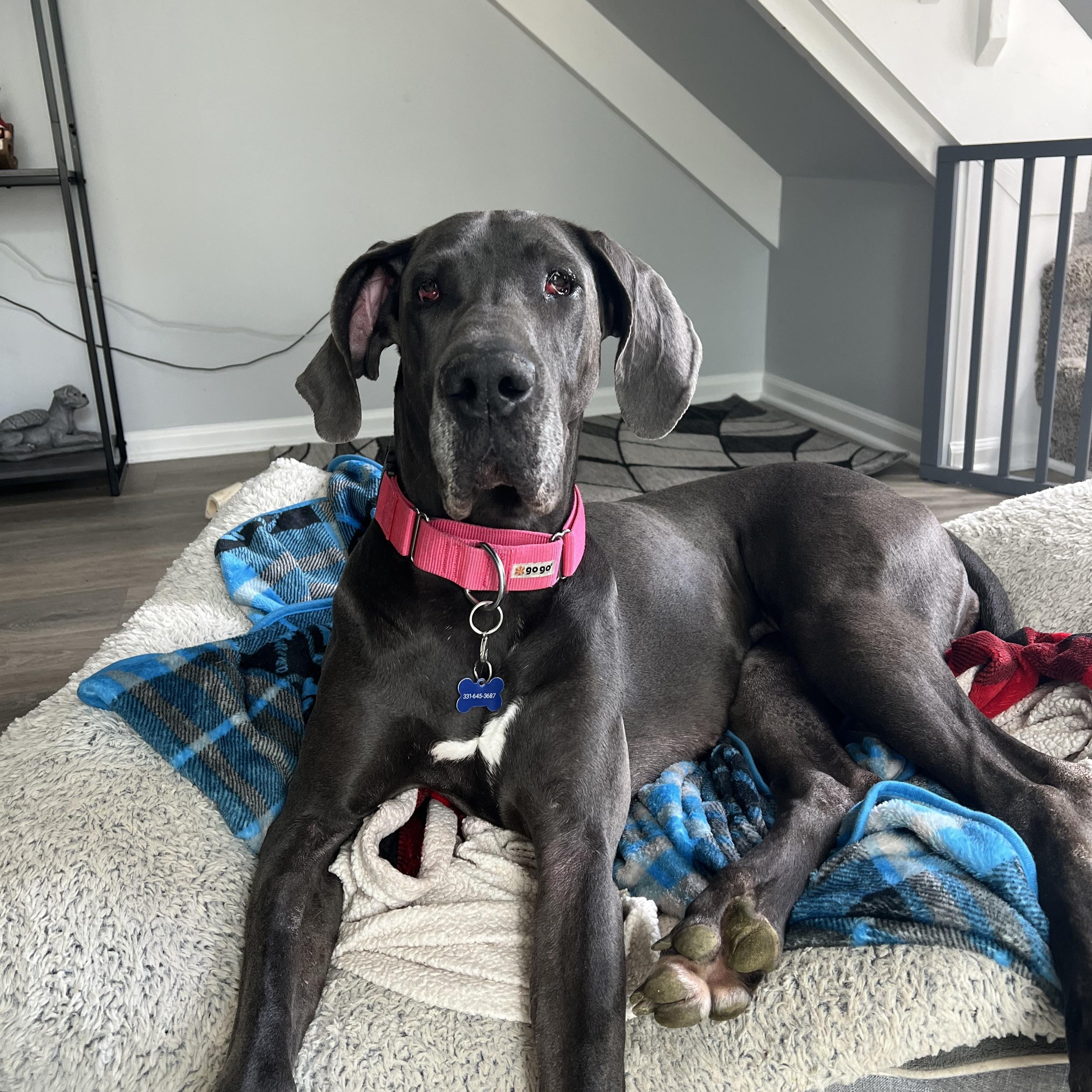Cherry, adopted, Young Female Great Dane.