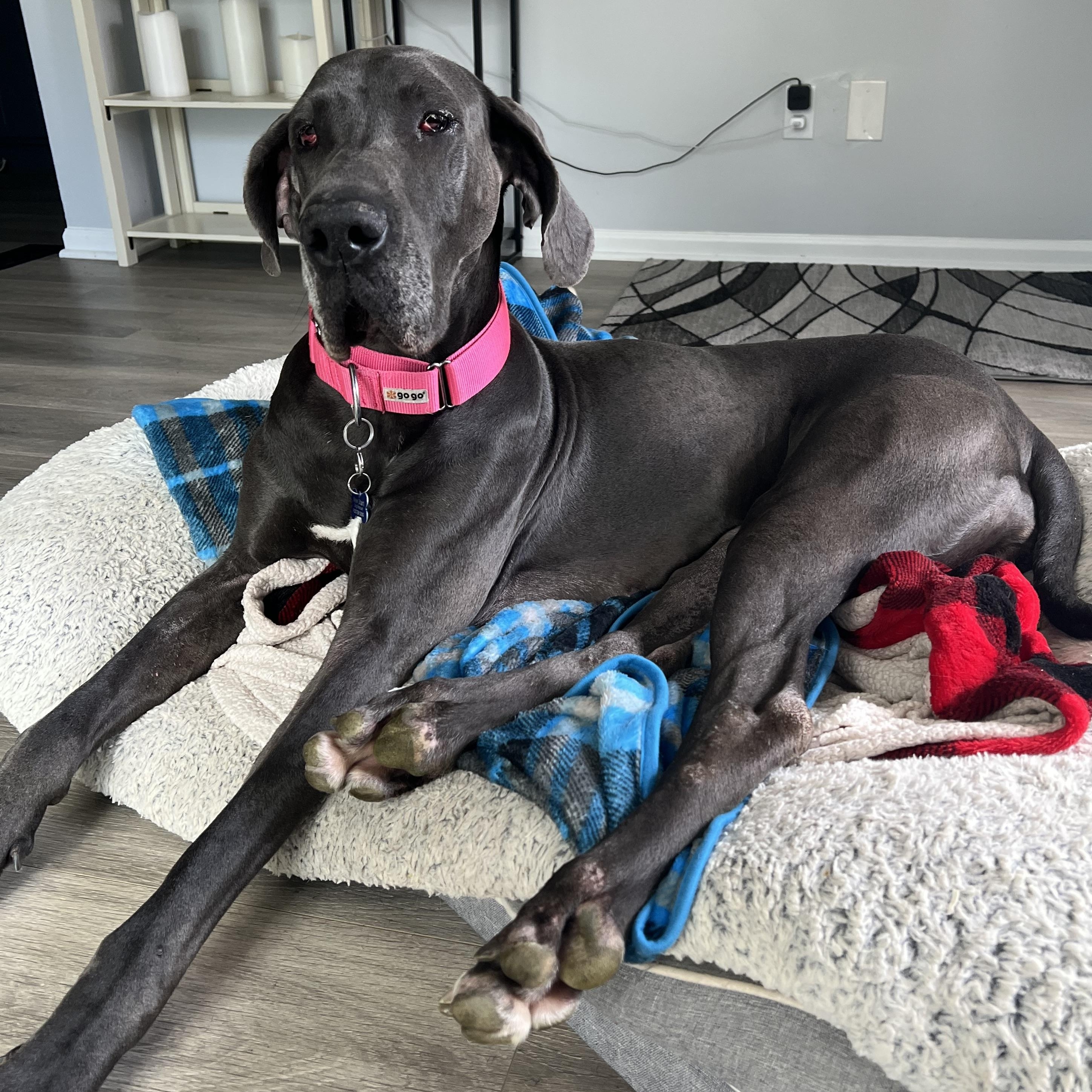 Enlarge Cherry, an adopted mixed breed in Warrenville, IL image 3/4