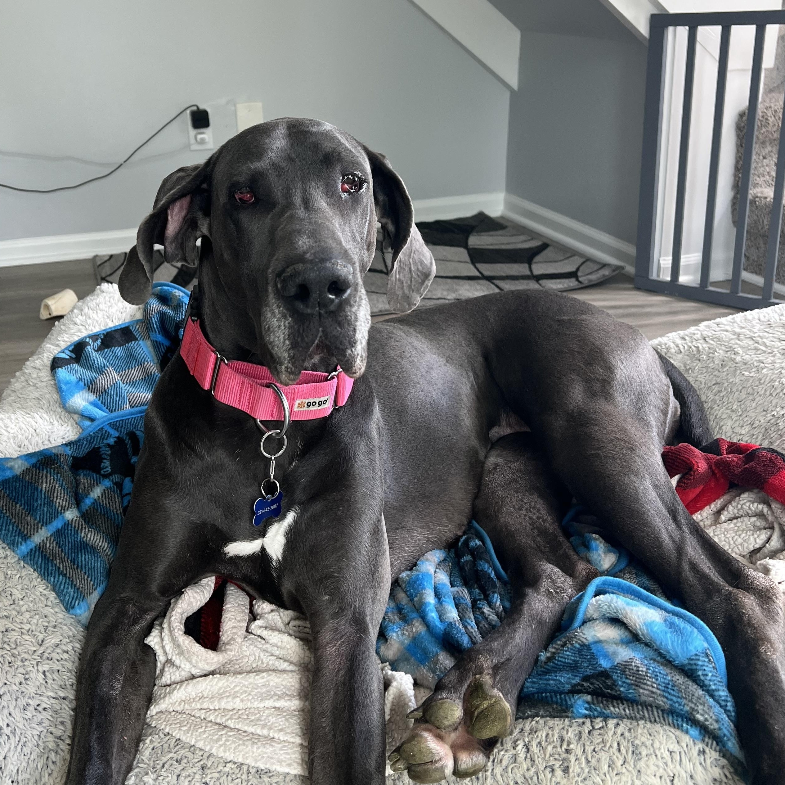 Enlarge Cherry, an adopted mixed breed in Warrenville, IL image 2/4