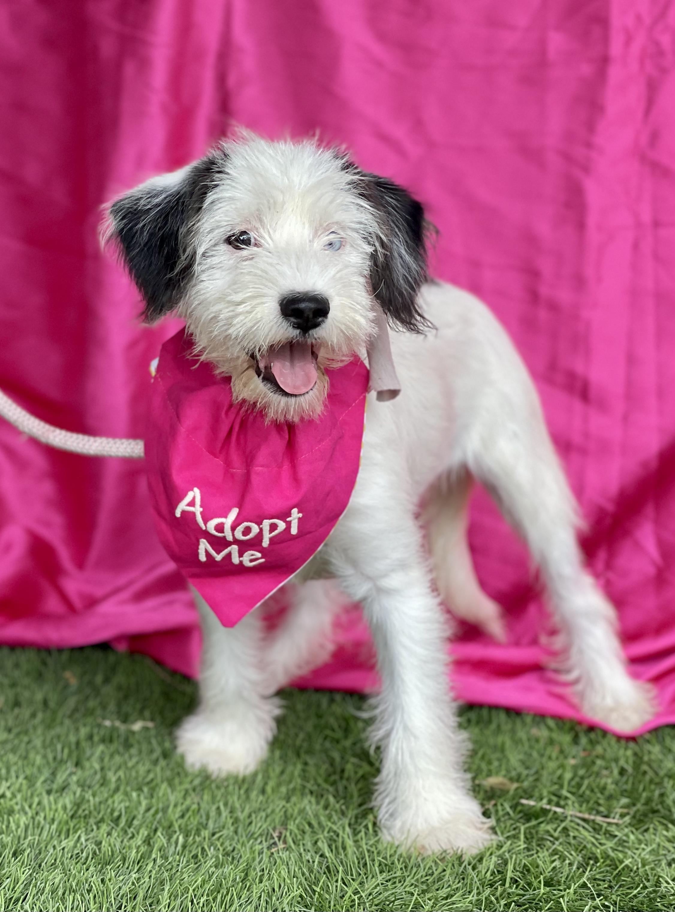 MIA, an adopted mixed breed in Rowland Heights, CA image 5/5