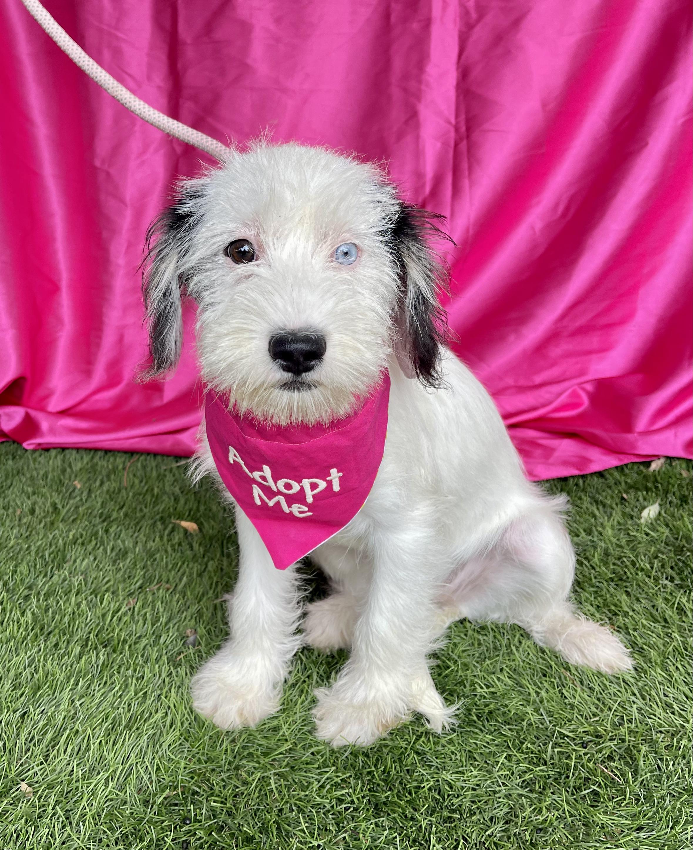 MIA, an adopted mixed breed in Rowland Heights, CA image 3/5
