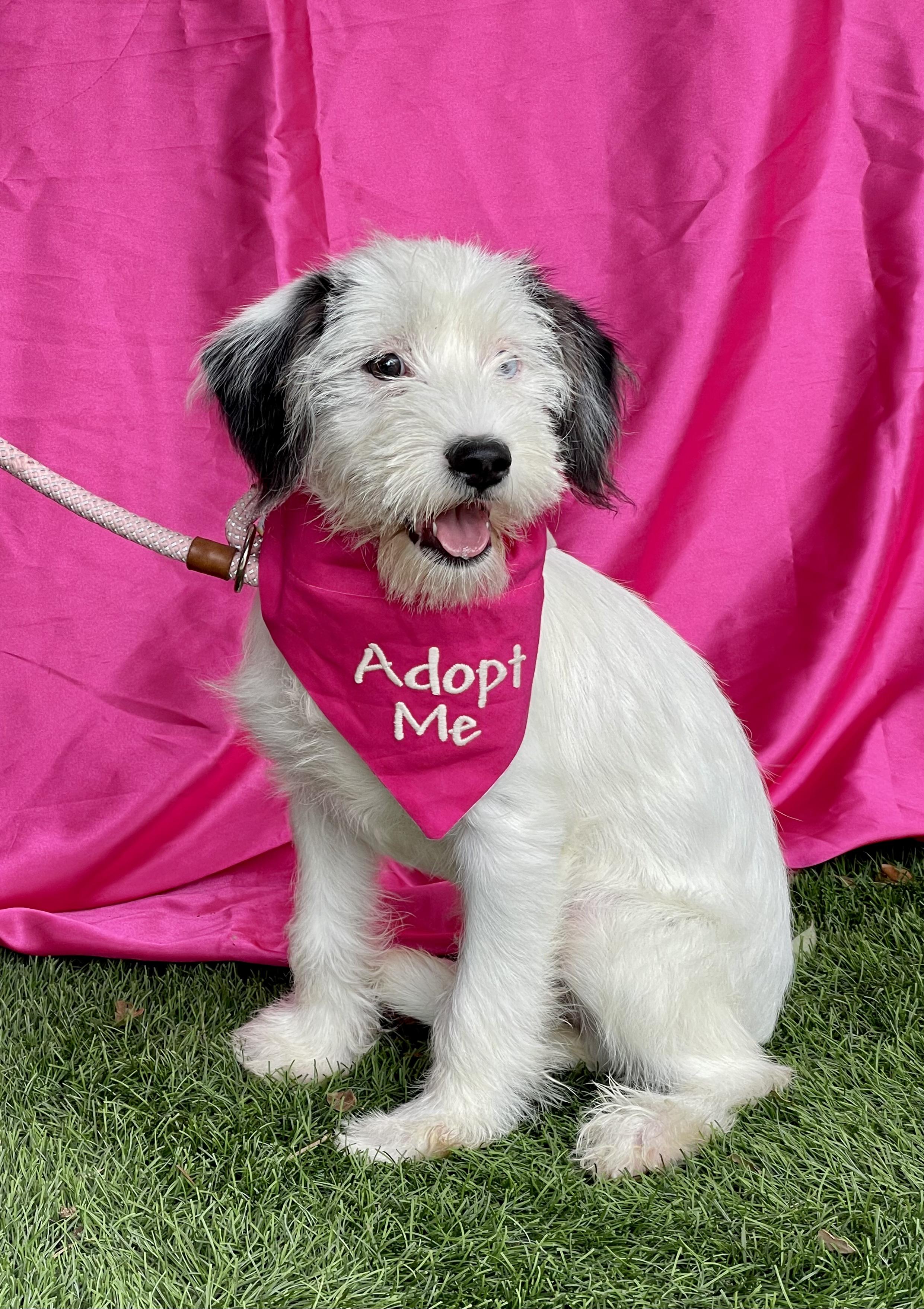 MIA, an adopted mixed breed in Rowland Heights, CA image 4/5