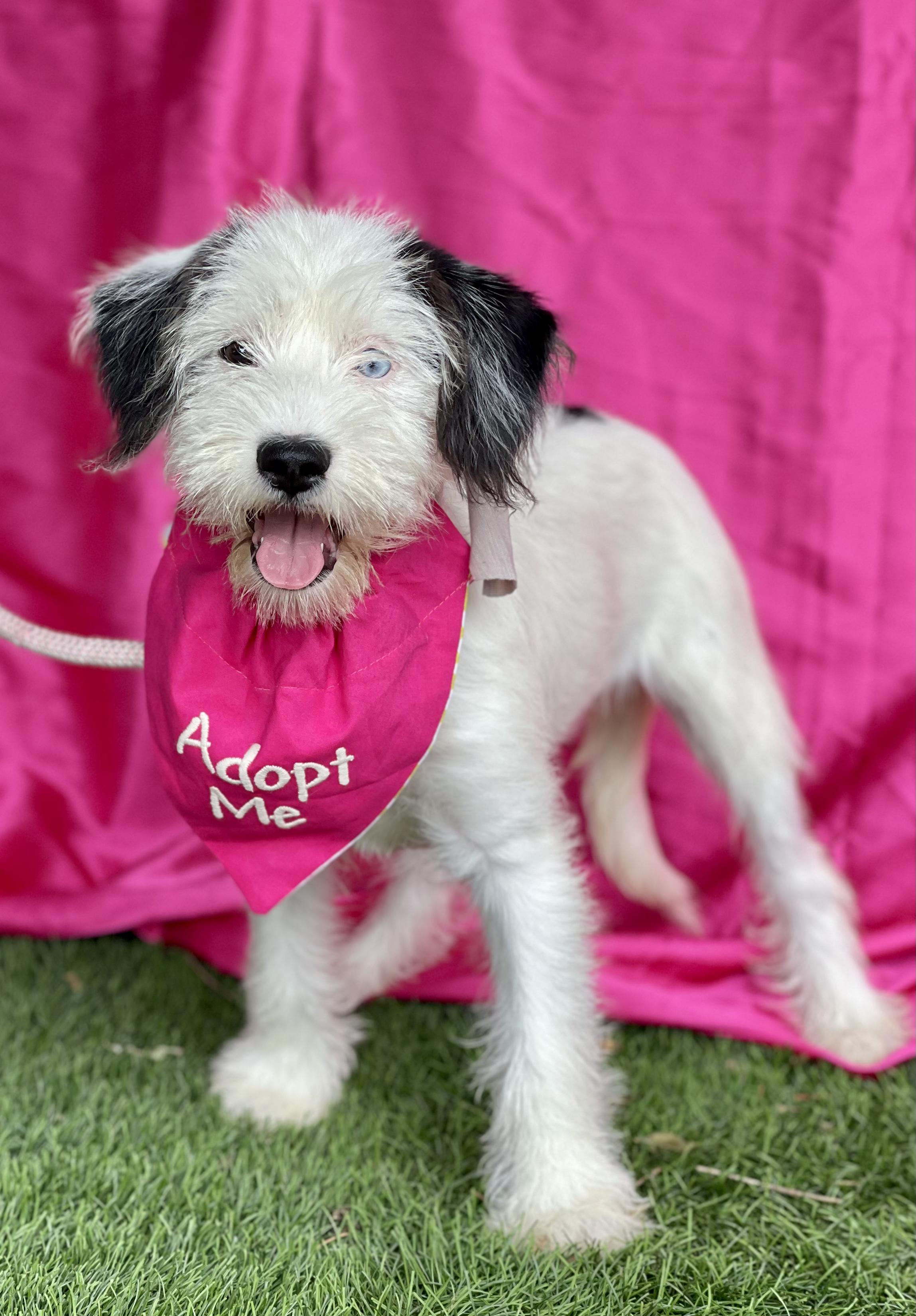 MIA, adopted, Puppy Female Maltese & Terrier.