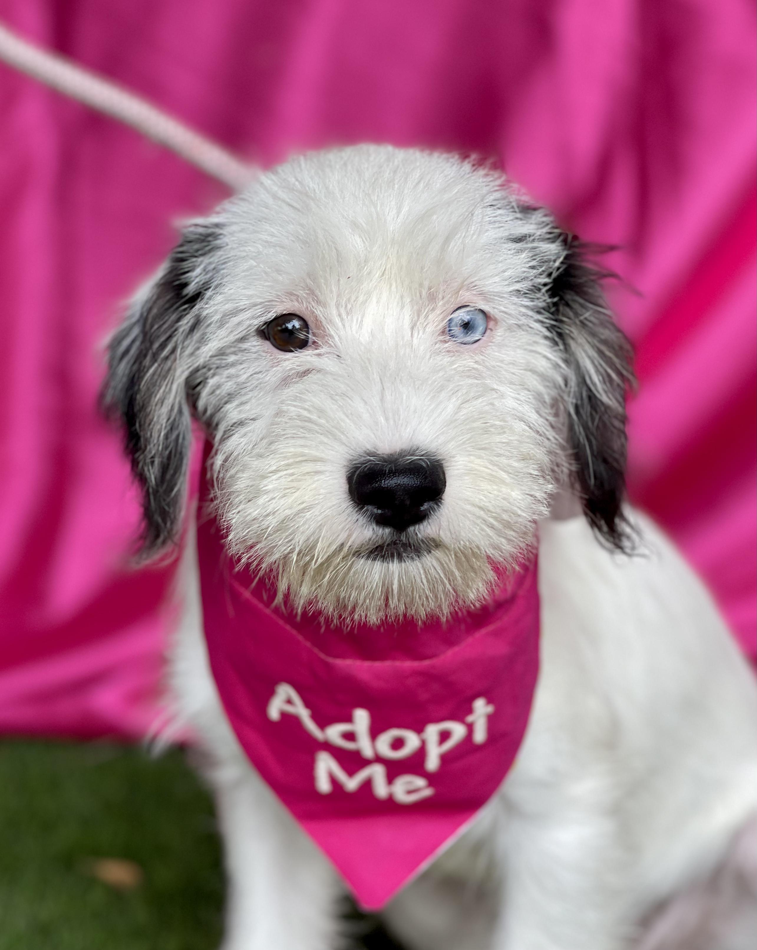 MIA, an adopted mixed breed in Rowland Heights, CA image 2/5