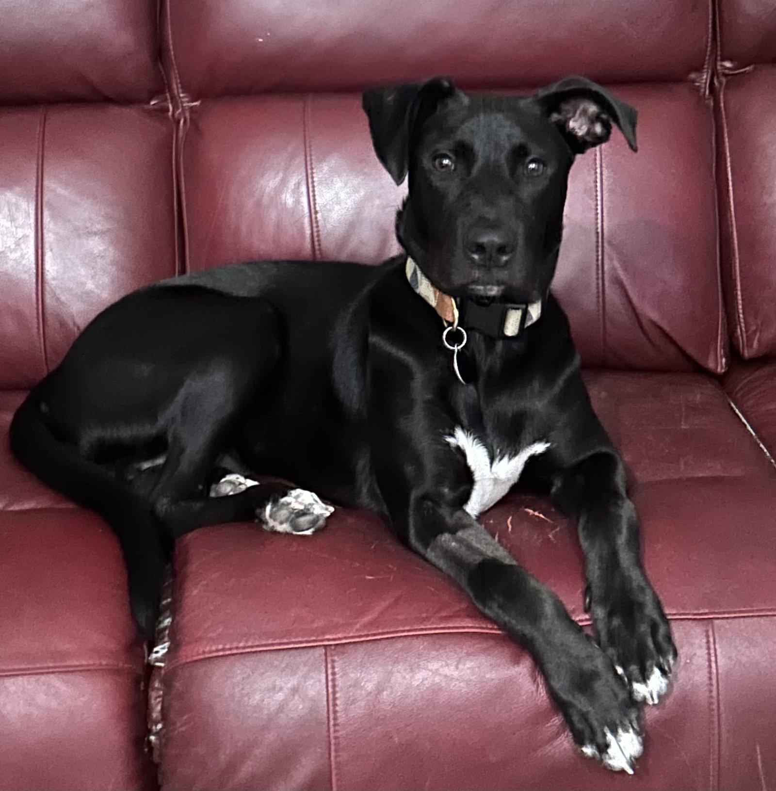 Enlarge Travis, a Adoptable mixed breed in Cary, NC image 3/3