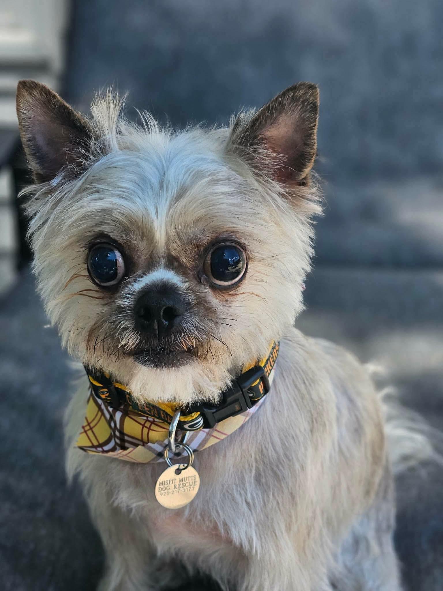 Mikey, ADOPTABLE, Adult Male Terrier.