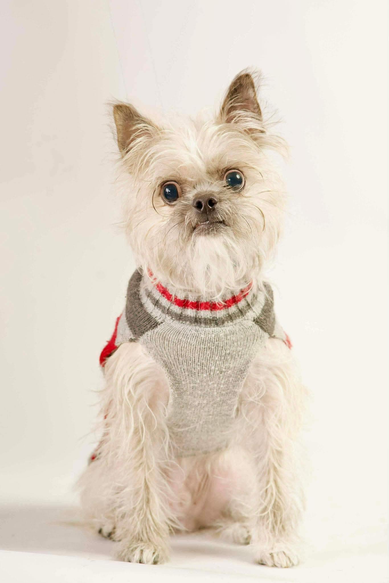 Mikey, a ADOPTABLE mixed breed in Green Bay, WI image 2/3