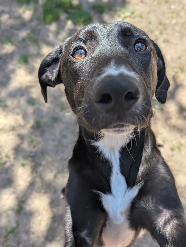 Cole, Adoptable, Young Male Labrador Retriever.