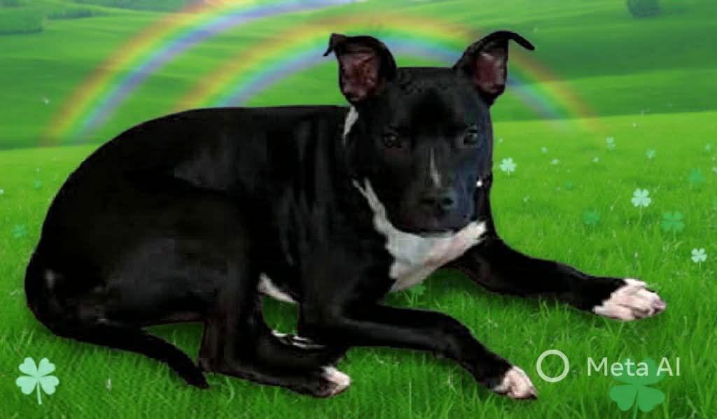 Enlarge Whimsy, a Adoptable Pit Bull Terrier in Tonawanda, NY image 1/3