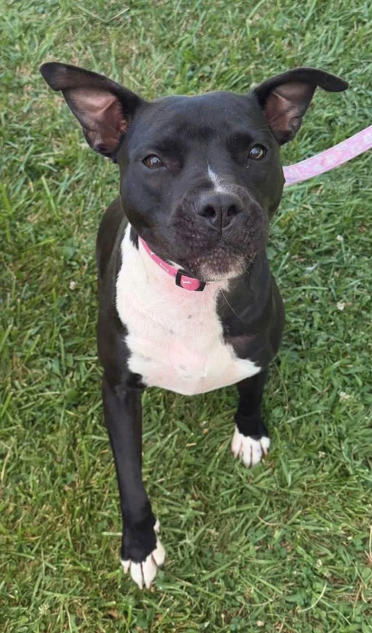 Whimsy, a Adoptable Pit Bull Terrier in Tonawanda, NY image 1/3