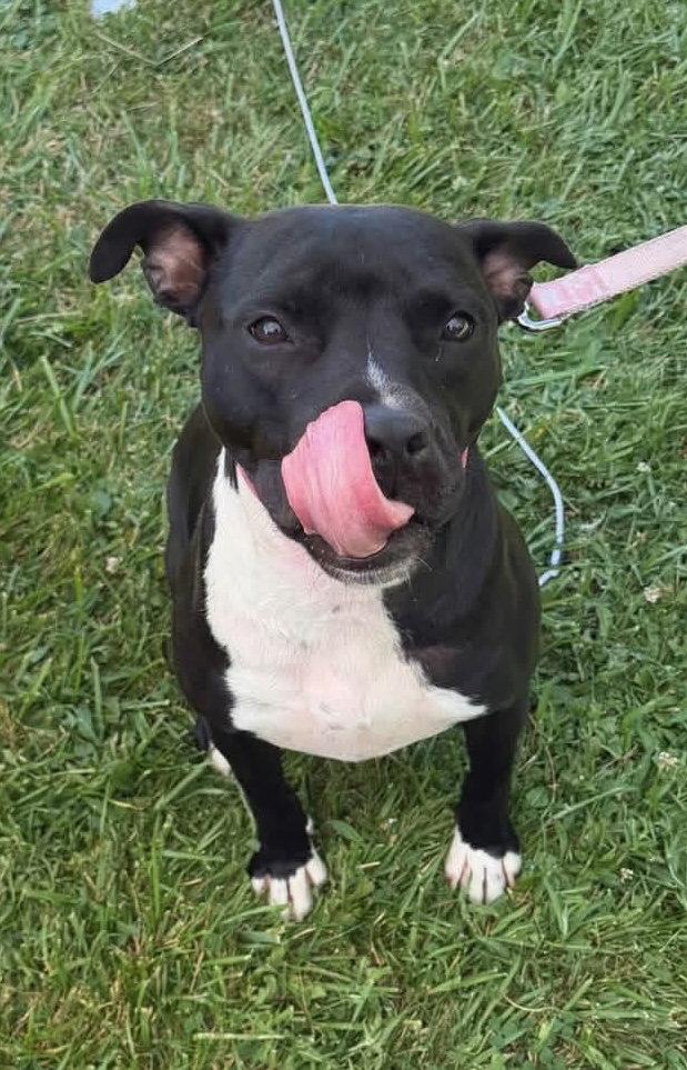 Whimsy, a Adoptable Pit Bull Terrier in Tonawanda, NY image 2/3
