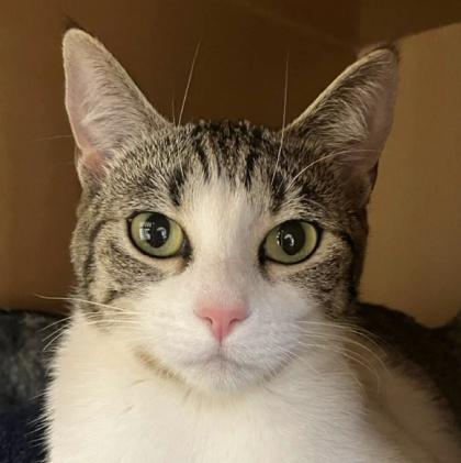 Enlarge Bonnie, a Adoptable mixed breed in Burlington, WA image 2/2