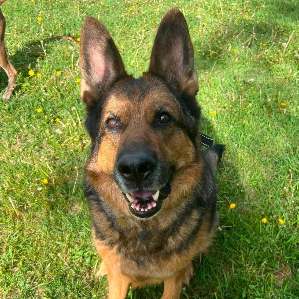 Link, Adoptable, Senior Male German Shepherd Dog.
