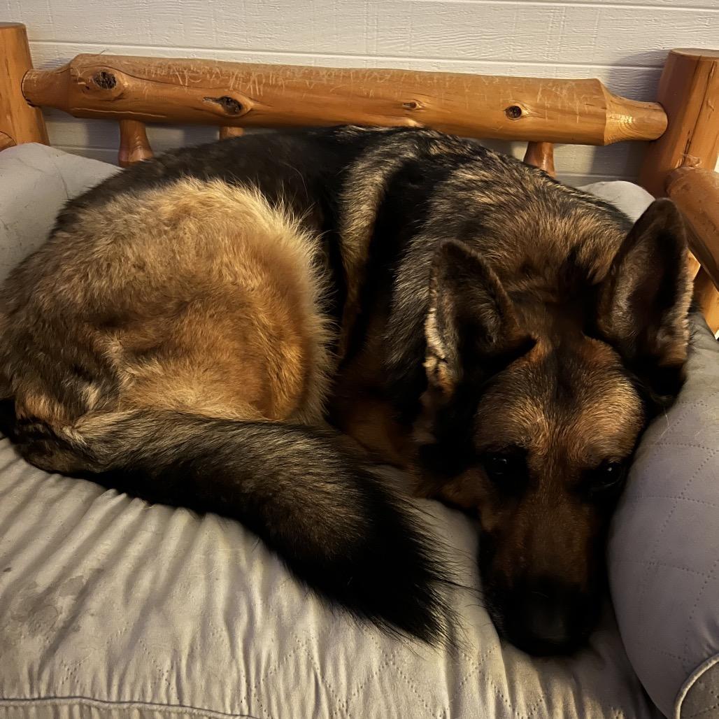 Enlarge Link, a Adoptable German Shepherd Dog in Brainerd, MN image 1/3