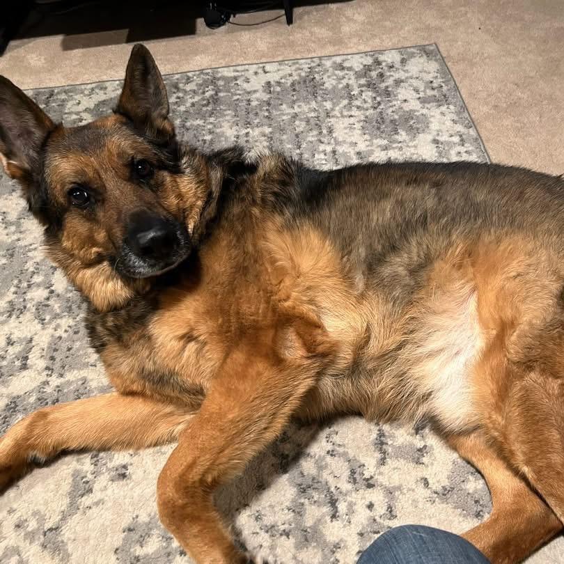 Enlarge Link, a Adoptable German Shepherd Dog in Brainerd, MN image 2/3