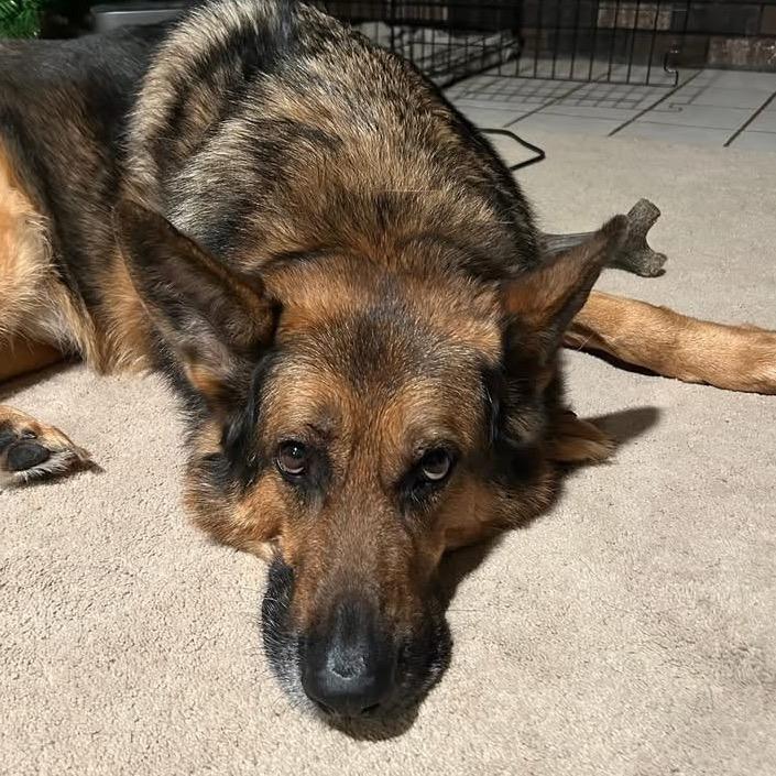 Enlarge Link, a Adoptable German Shepherd Dog in Brainerd, MN image 3/3