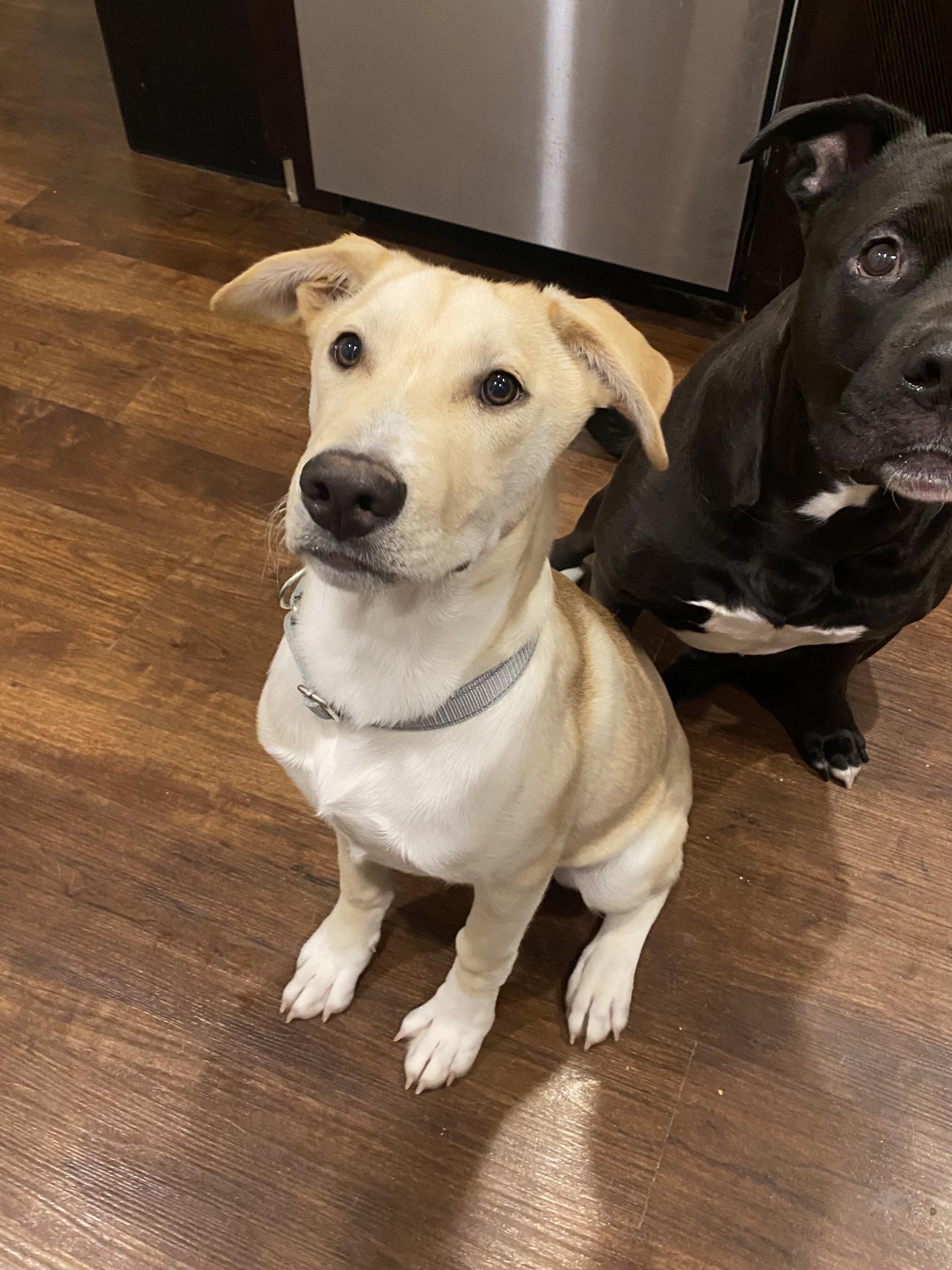 Enlarge Duncan, an adopted mixed breed in Mount Arlington, NJ image 1/6