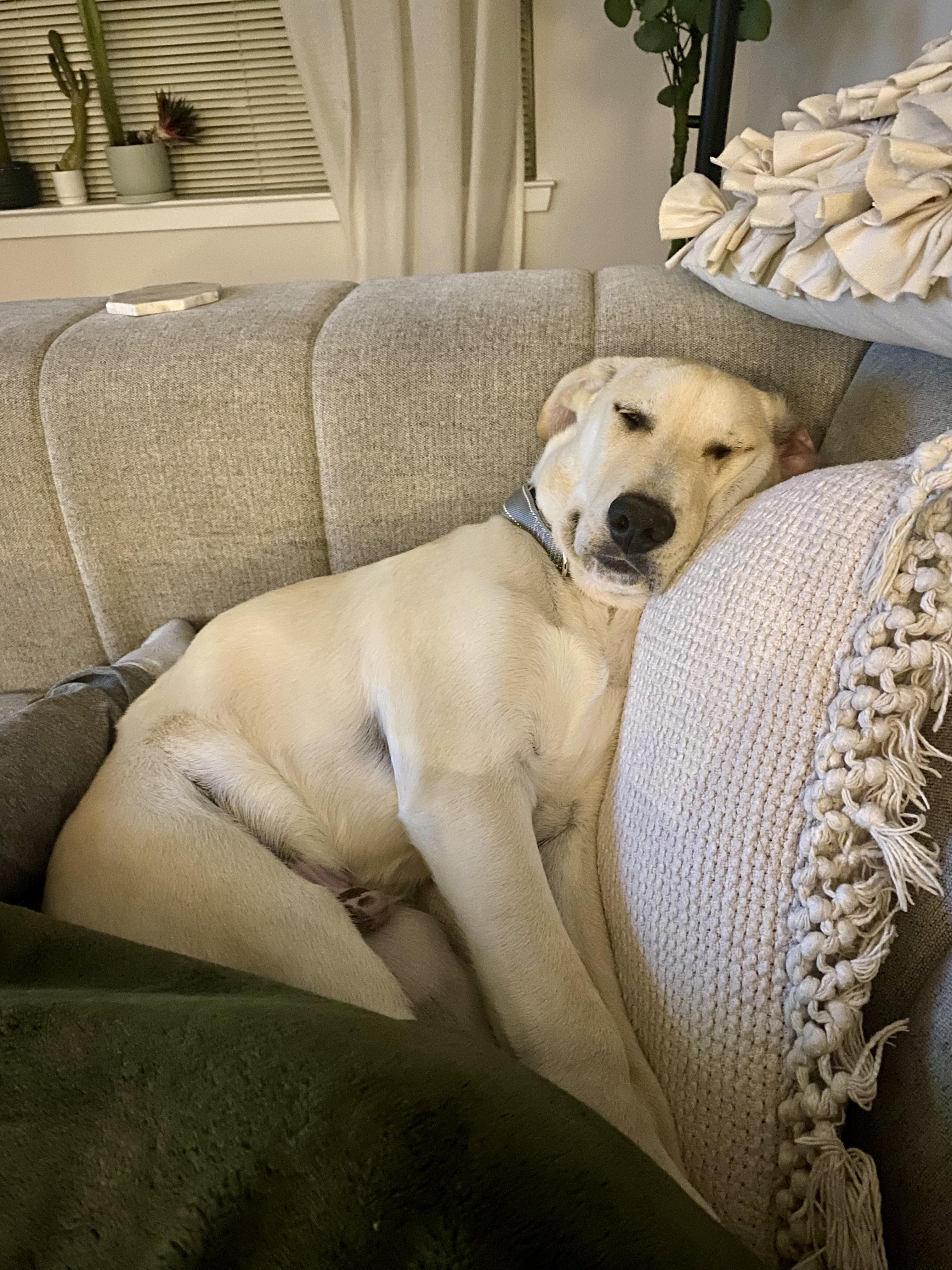 Duncan, adopted, Young Male Labrador Retriever.