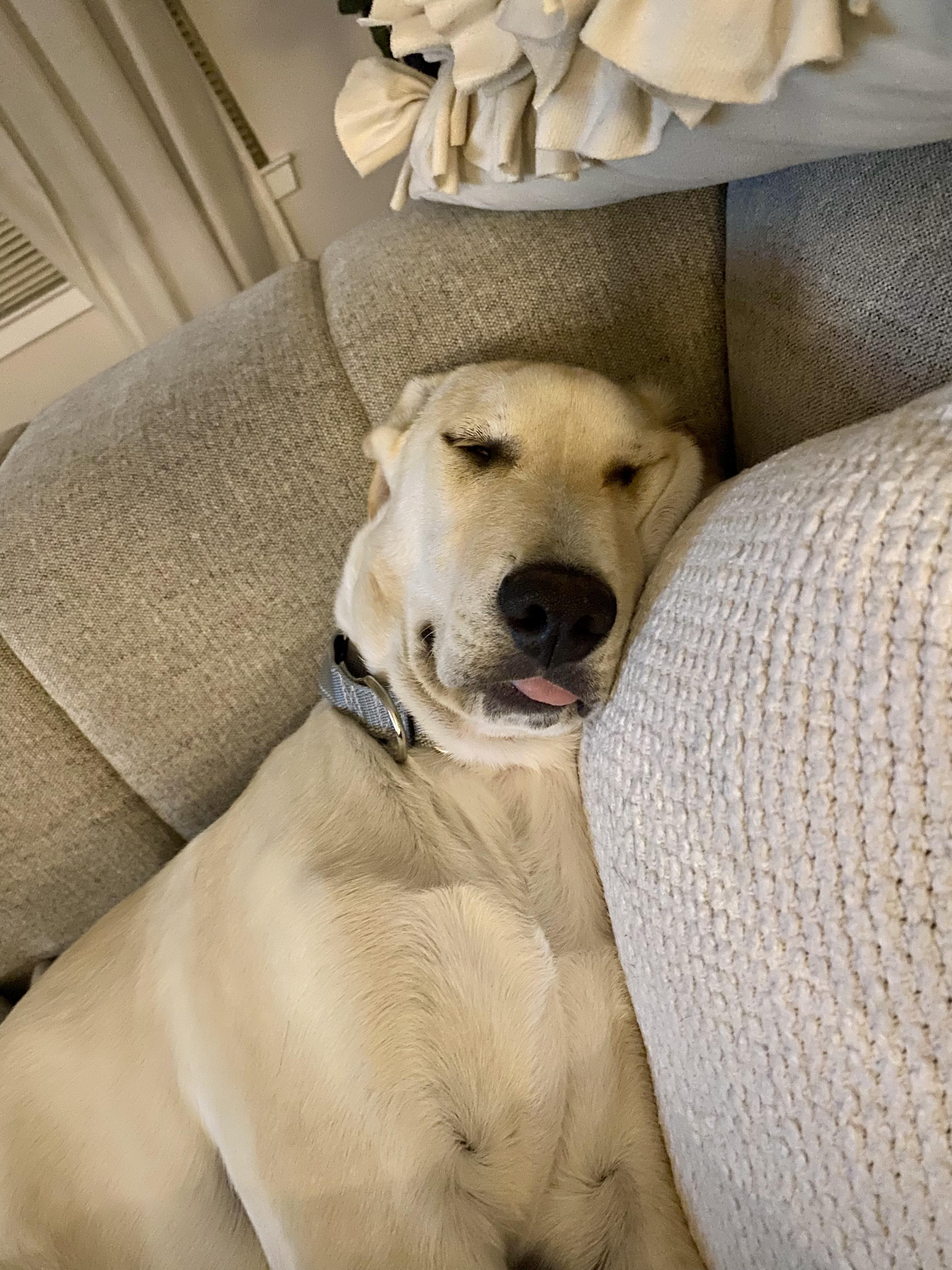 Enlarge Duncan, an adopted mixed breed in Mount Arlington, NJ image 5/6