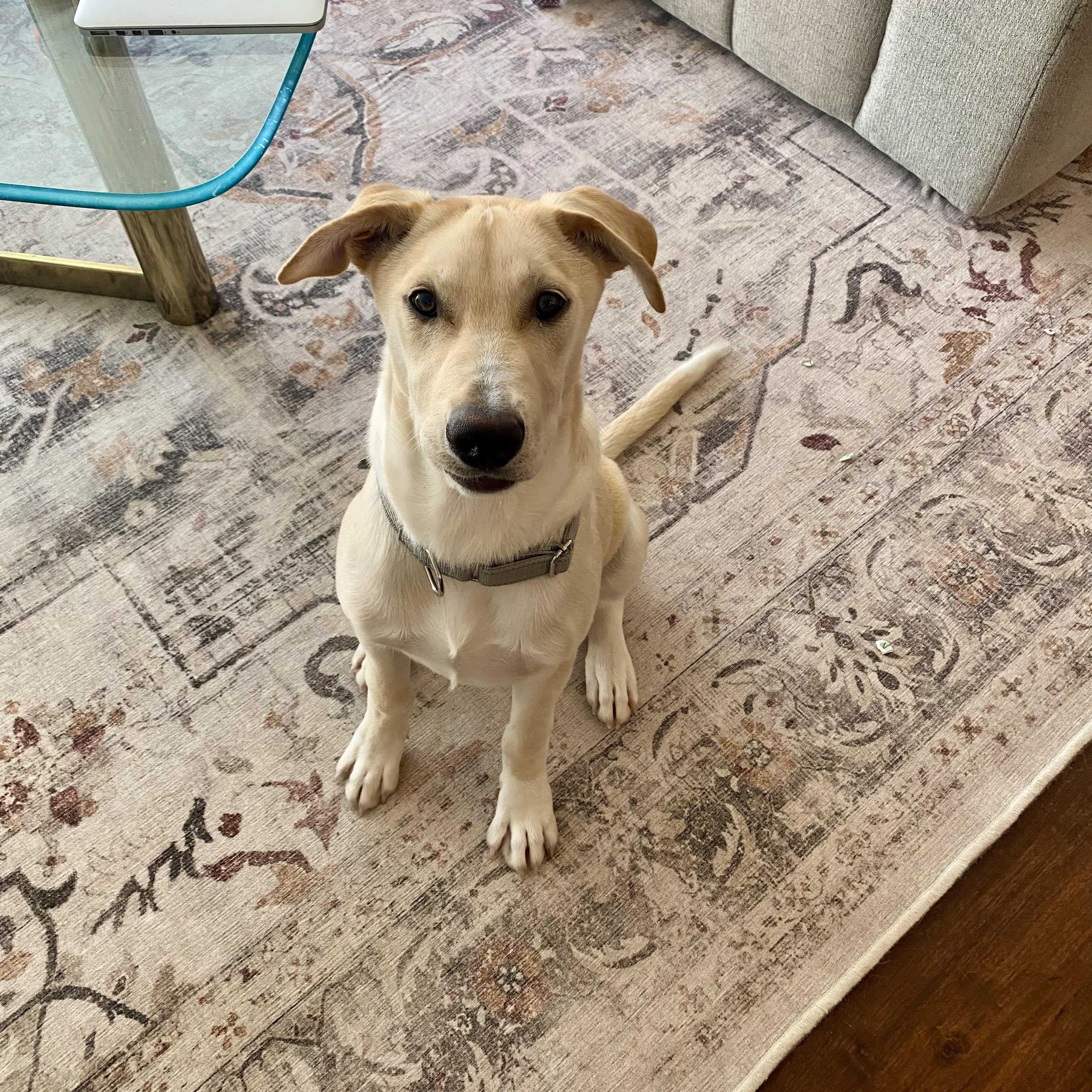 Enlarge Duncan, an adopted mixed breed in Mount Arlington, NJ image 3/6