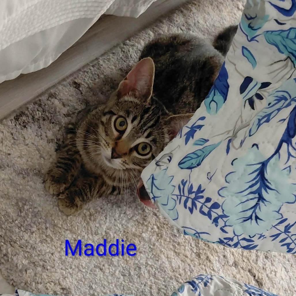 Enlarge Maddie, a Adoptable Domestic Short Hair in Brevard, NC image 1/2