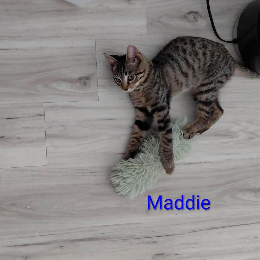 Enlarge Maddie, a Adoptable Domestic Short Hair in Brevard, NC image 2/2