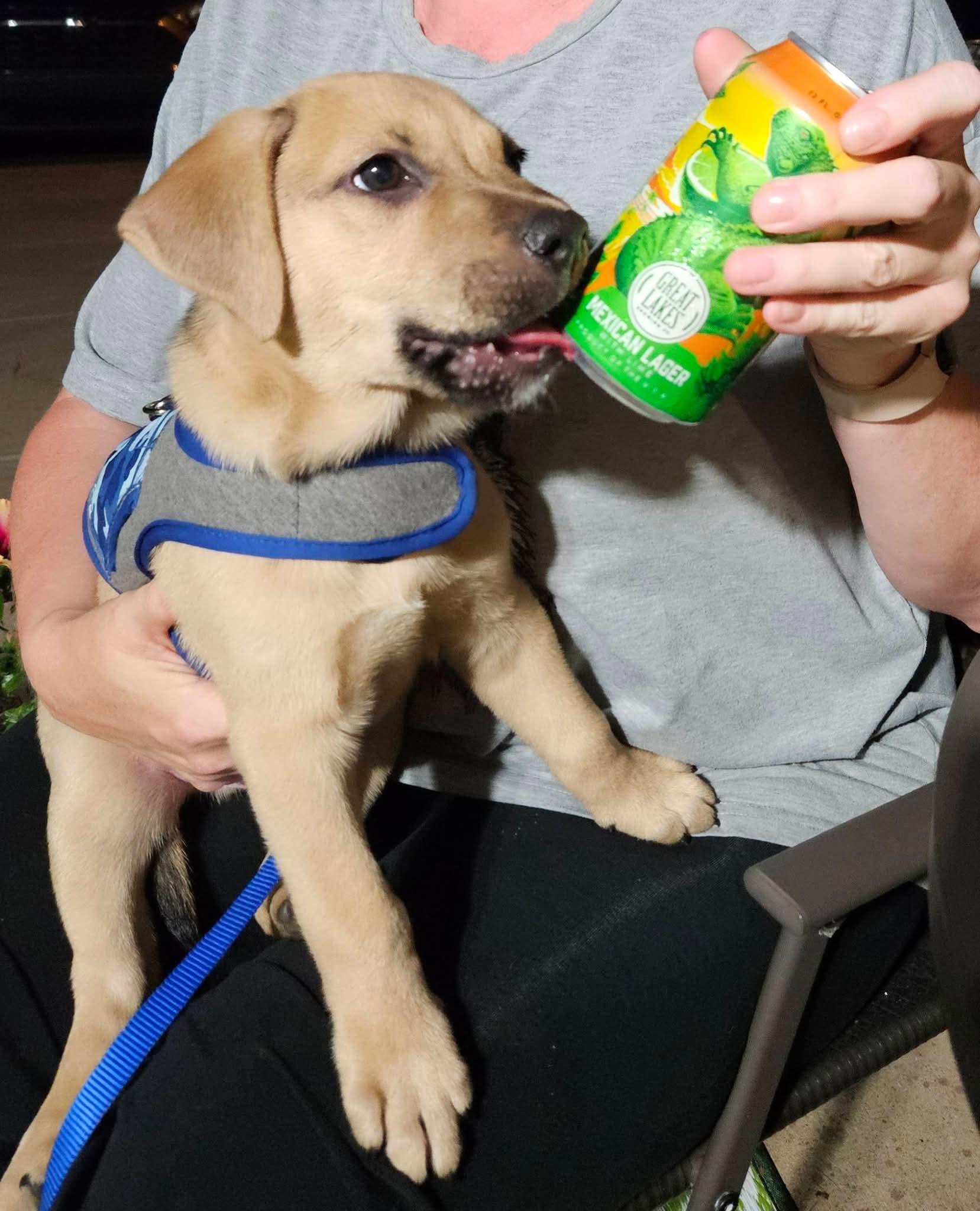 Enlarge Chico, a ADOPTABLE mixed breed in Denver, NC image 3/5