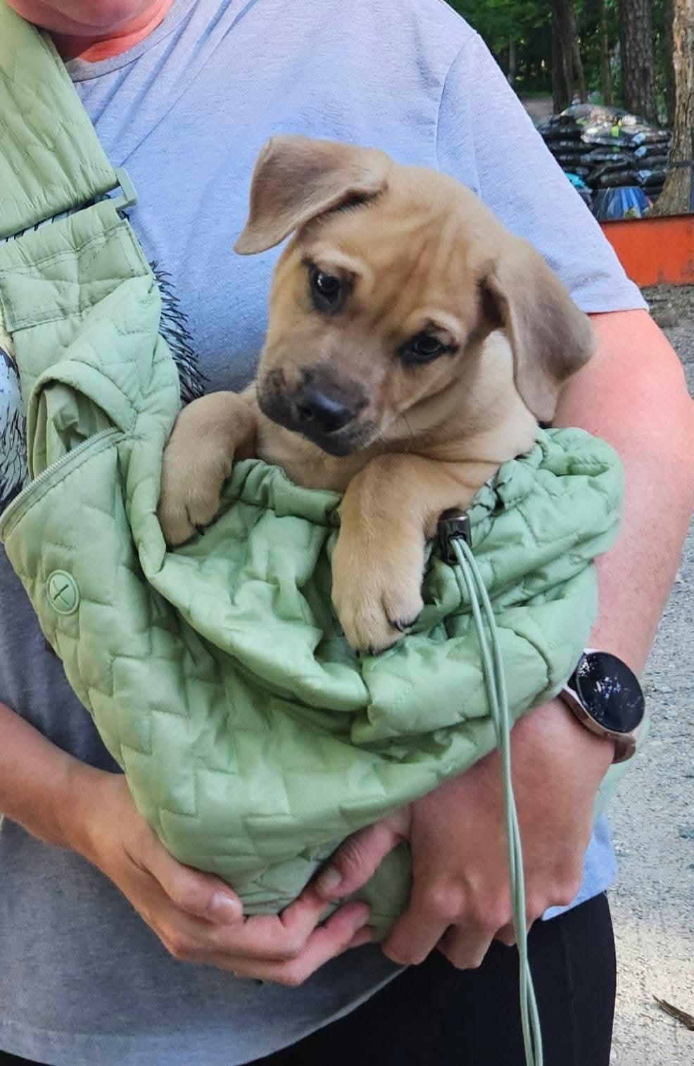Enlarge Chico, a ADOPTABLE mixed breed in Denver, NC image 5/5