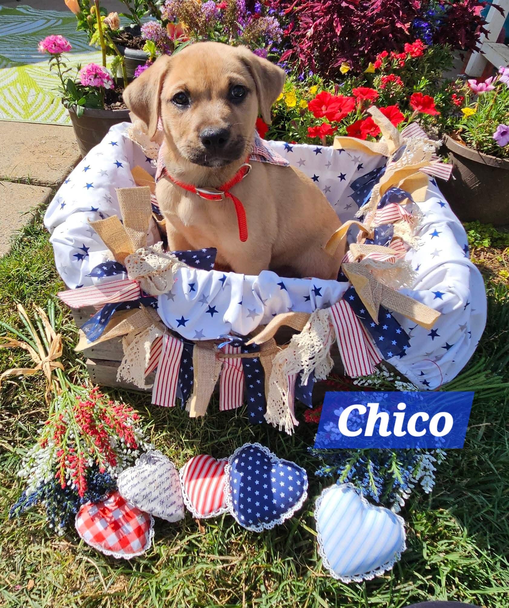 Enlarge Chico, a ADOPTABLE mixed breed in Denver, NC image 1/5