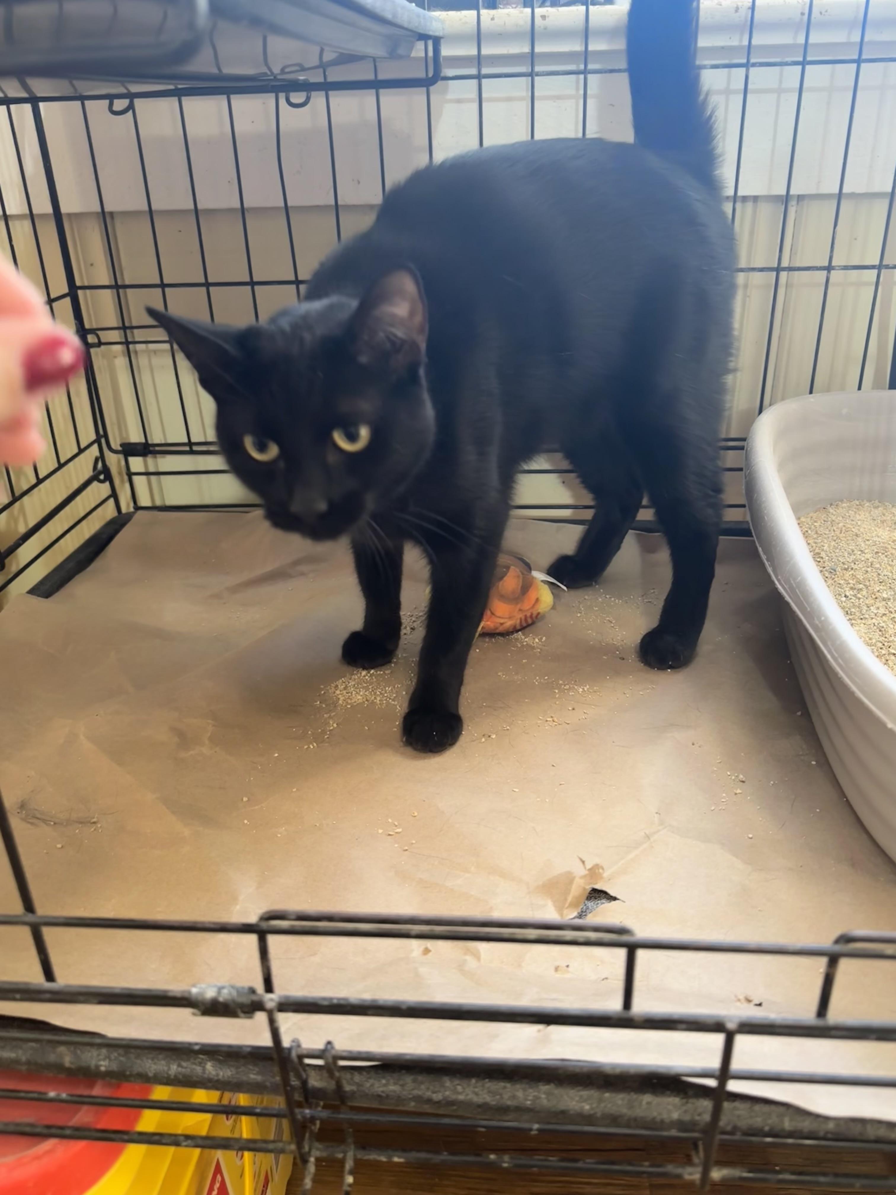 Ombre, a Adoptable Domestic Short Hair image 1/2