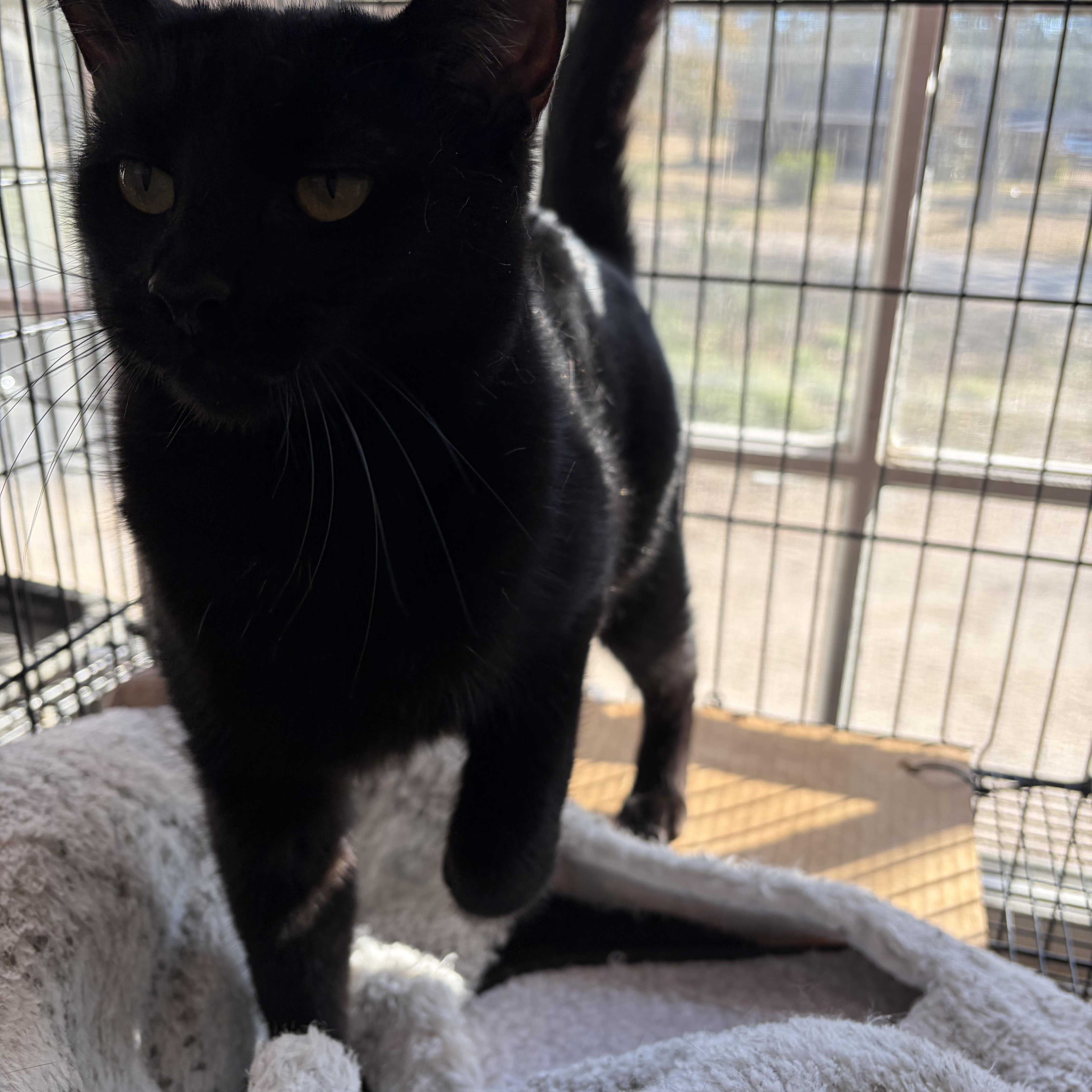 Enlarge Ombre, a Adoptable Domestic Short Hair in Hammond, LA image 1/3