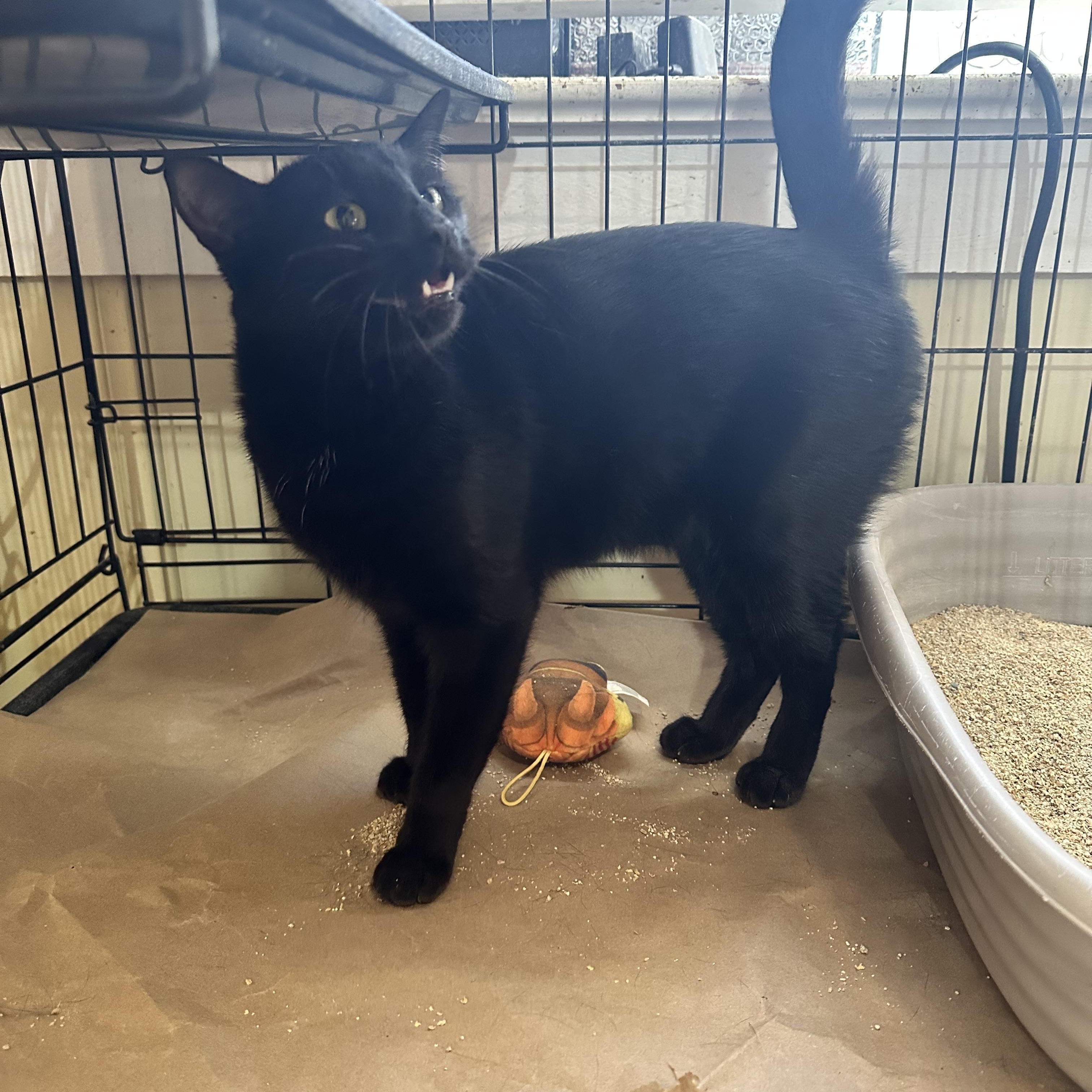 Ombre, a Adoptable Domestic Short Hair image 2/2