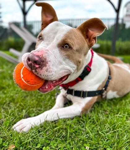 Queen (36289-d), a Adoptable mixed breed in Ithaca, NY image 4/6
