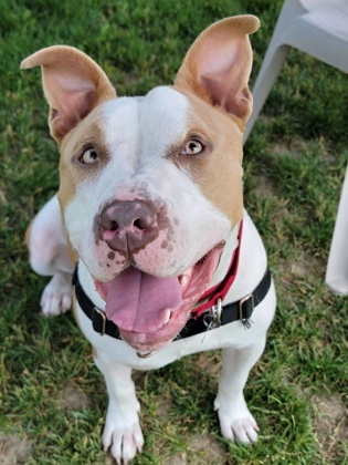 Queen (36289-d), Adoptable, Adult Female Pit Bull Terrier.