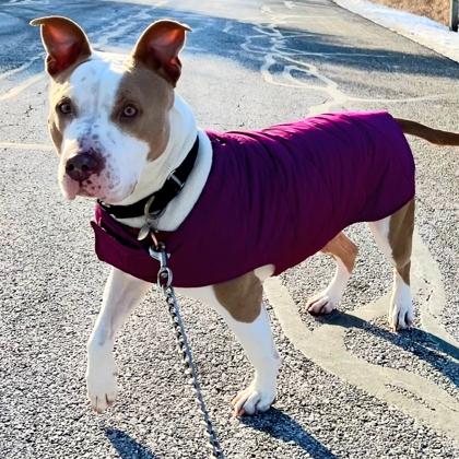 Queen (36289-d), a Adoptable mixed breed in Ithaca, NY image 3/6