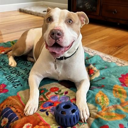 Queen (36289-d), a Adoptable mixed breed in Ithaca, NY image 1/6