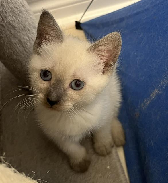 Polar - Silver's litter, Adoptable, Kitten Male Domestic Medium Hair.