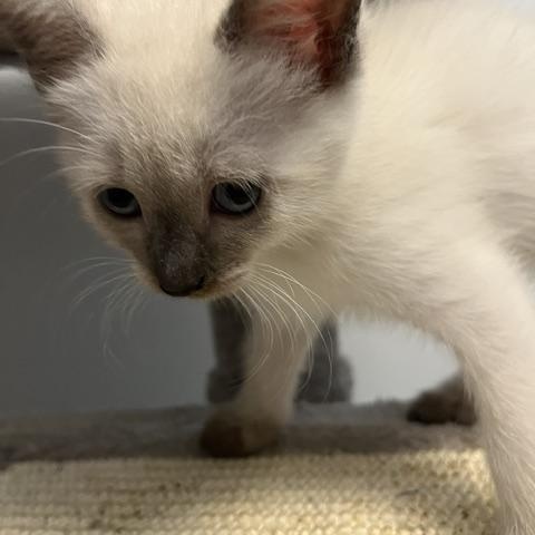 Enlarge Polar - Silver's litter, a Adoptable Domestic Medium Hair in Caledon, ON image 4/4