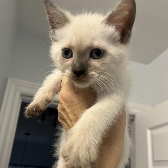 Enlarge Polar - Silver's litter, a Adoptable Domestic Medium Hair in Caledon, ON image 3/4