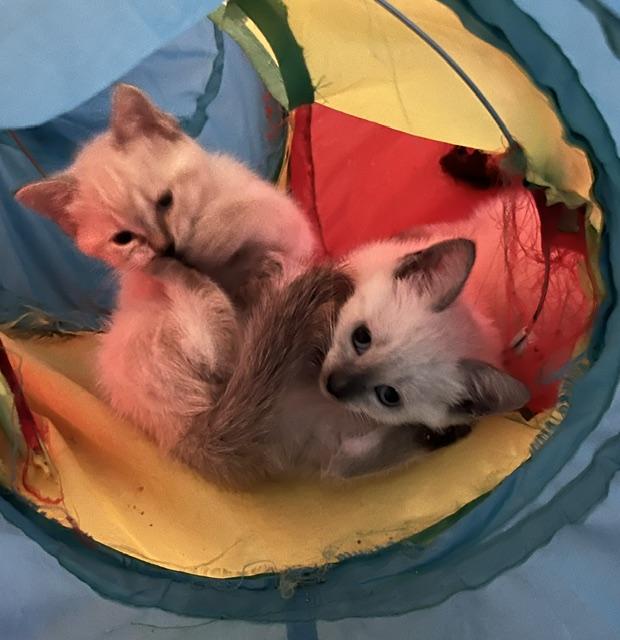 Enlarge Polar - Silver's litter, a Adoptable Domestic Medium Hair in Caledon, ON image 2/4