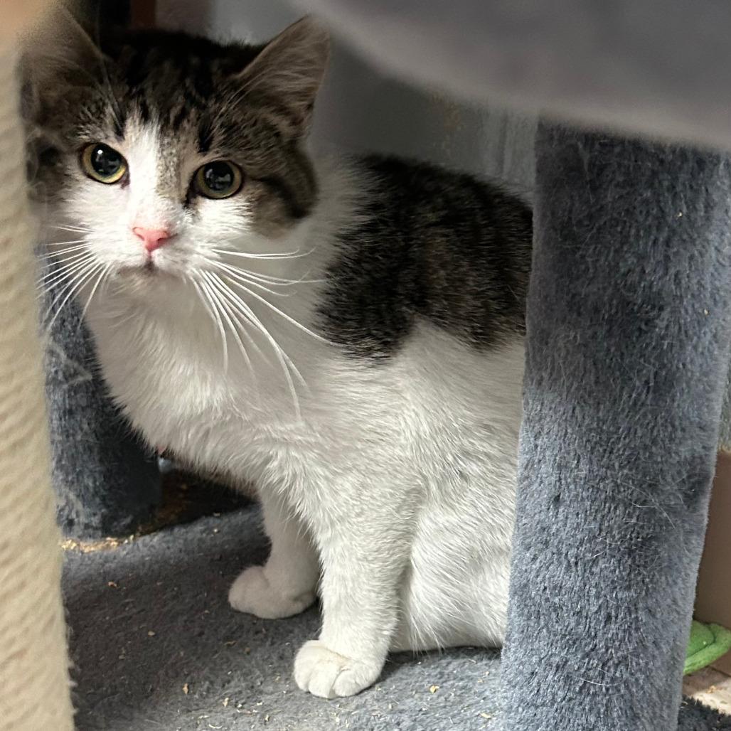 Enlarge Maria, a Adoptable Domestic Short Hair in Salem, WV image 1/1