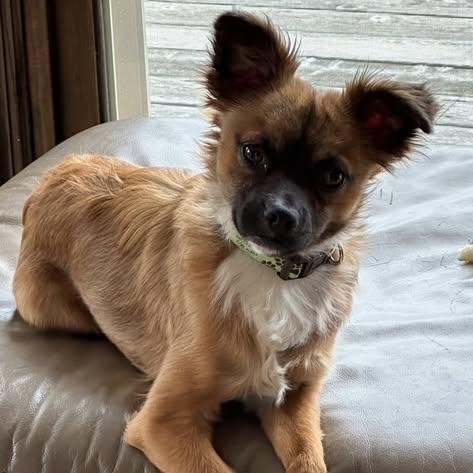 Cooper