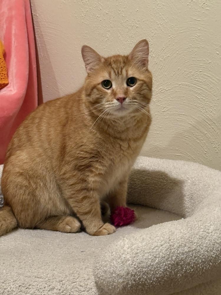 Bubs, Adoptable, Senior Male Domestic Short Hair.