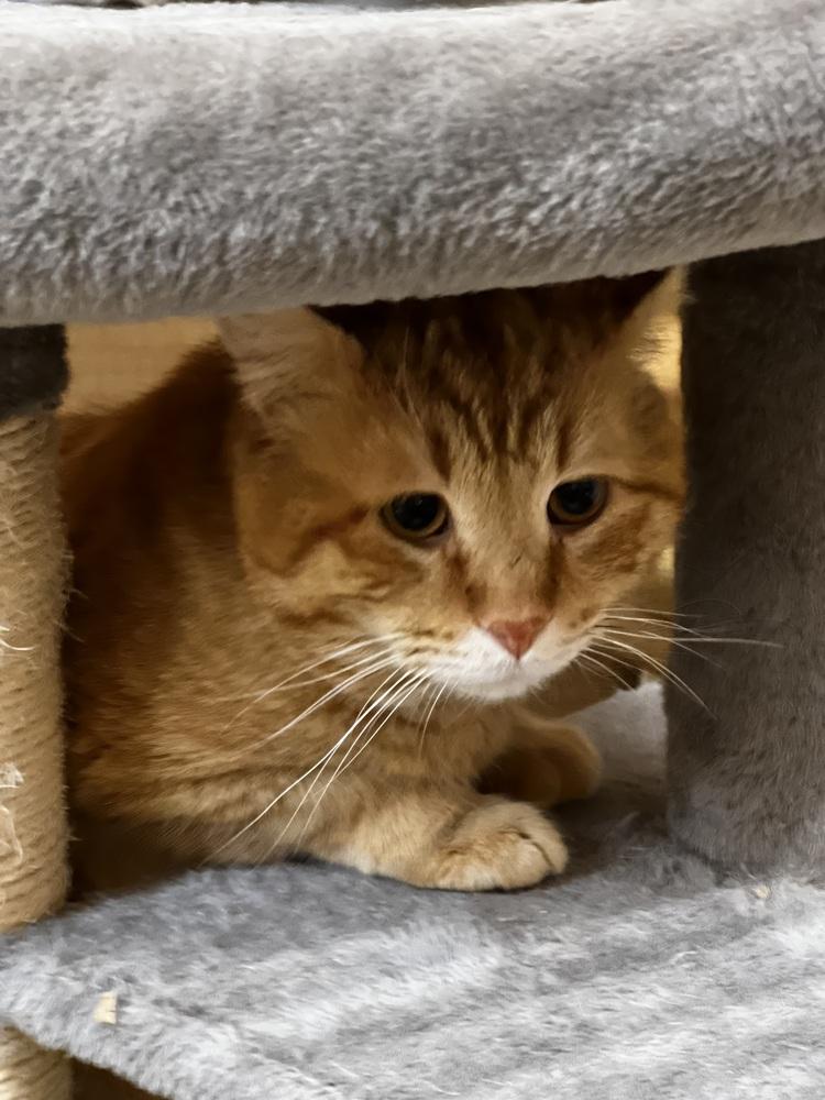 Enlarge Bubs, a Adoptable Domestic Short Hair in East hartford, CT image 2/6