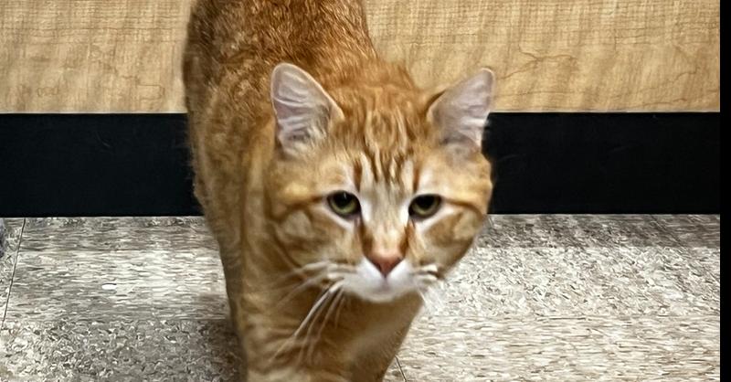 Enlarge Bubs, a Adoptable Domestic Short Hair in East hartford, CT image 3/6