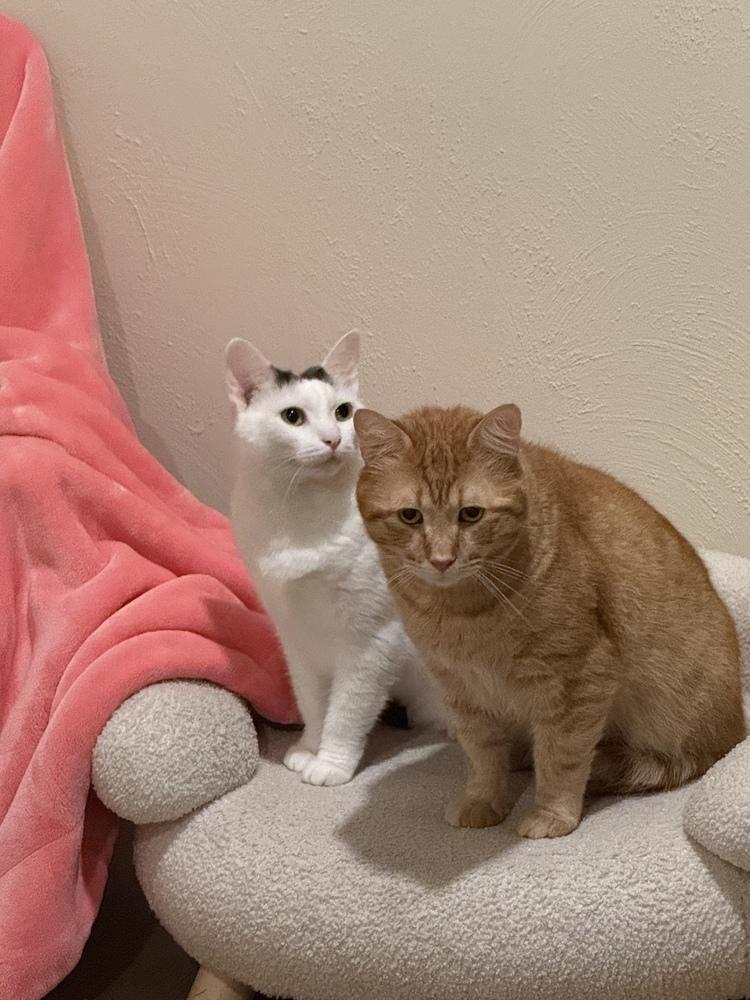 Enlarge Bubs, a Adoptable Domestic Short Hair in East hartford, CT image 4/6