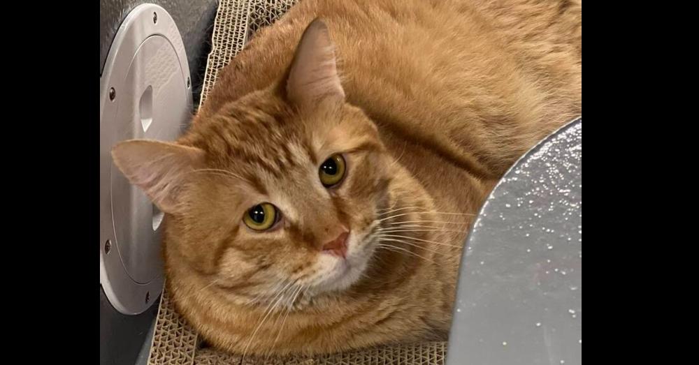 Enlarge Bubs, a Adoptable Domestic Short Hair in East hartford, CT image 5/6